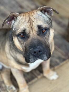 Rescue American Bulldog Dogs for Adoption in Chattanooga, Tennessee - Titus | PetCurious
