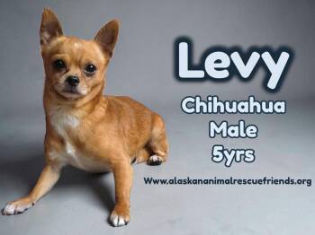 Chihuahua Dogs Available for Adoption in Anchorage, Alaska - Levi | PetCurious