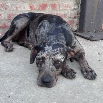 Ophelia (adoption fee 100) -  Catahoula Leopard Dog Dog for Adoption in Atlanta, Texas - Ophelia (adoption Fee 100) | PetCurious