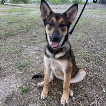 German Shepherd Dog Dogs Available for Adoption in Harlingen, Texas - Honey | PetCurious