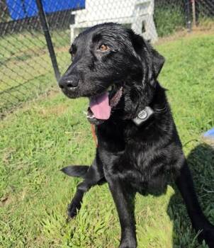 Midnight (HW+) -  Labrador Retriever and Mixed Breed Dog for Adoption in Conway, South Carolina - Midnight (HW+) | PetCurious
