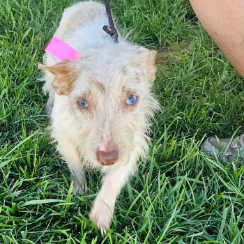 Shandy -  Jack Russell Terrier Dog for Adoption in Plainfield, Illinois - Shandy | PetCurious