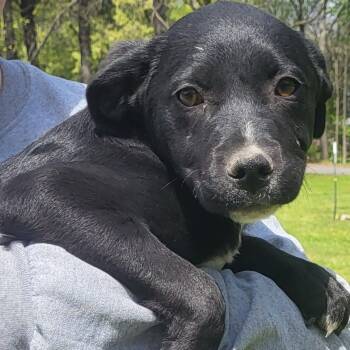 Rescue Mixed Breed Dogs for Adoption in Bentonville, Arkansas - Moxie | PetCurious