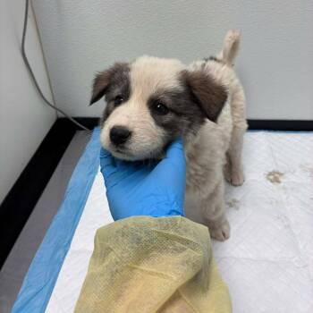 Collie and Mixed Breed Dogs Available for Adoption - Maise 26-01-060 | PetCurious