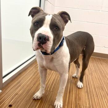 Mixed Breed Dogs Available for Adoption in Sarasota, Florida - Junior | PetCurious