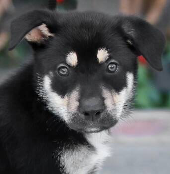 German Shepherd Dog Dogs Available for Adoption - *Blake Von Miley | PetCurious