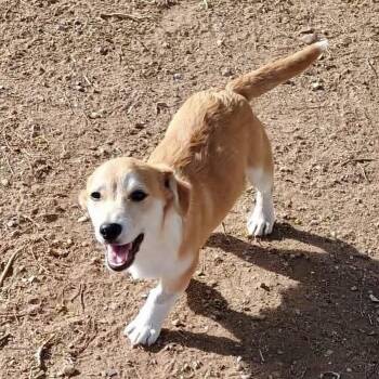 Corgi and Pembroke Welsh Corgi Dogs Available for Adoption in Amarillo, Texas - Simon | PetCurious