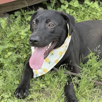 Brittany -  Mixed Breed Dog for Adoption in Austin, Texas - Brittany | PetCurious