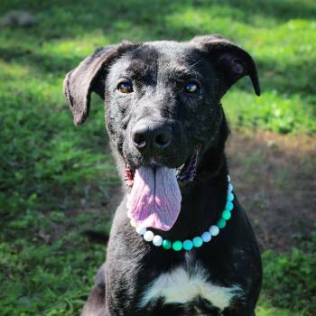 Fernando -  Mixed Breed Dog for Adoption in Springboro, Ohio - Fernando | PetCurious