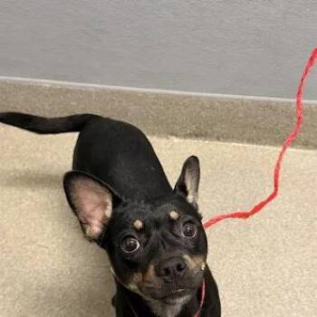CIARA -  Chihuahua and Mixed Breed Dog for Adoption in Las Vegas, Nevada - CIARA | PetCurious
