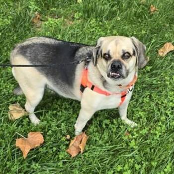Rescue Puggle Dogs for Adoption in Phoenixville, Pennsylvania - Jeffrey | PetCurious