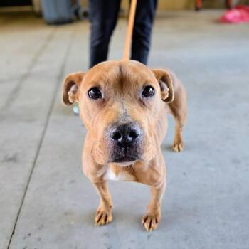 Maria -  Mixed Breed Dog Available for Adoption in Douglasville, Georgia - Maria | PetCurious