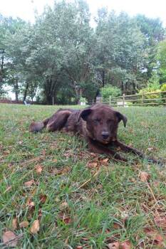MR. BEAR -  German Shepherd Dog and Mixed Breed Dog for Adoption in Charlotte, North Carolina - MR. BEAR | PetCurious