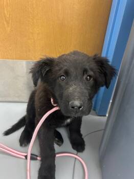 Chow Chow and Labrador Retriever Dogs Available for Adoption - Rosa Barks | PetCurious