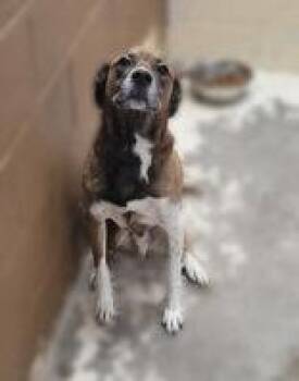 Dewey -  Mixed Breed Dog for Adoption in Portsmouth, Ohio - Dewey | PetCurious