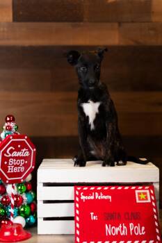 Rescue Plott Hound Dogs for Adoption in Brighton, Colorado - #1003-25 (Taffy) | PetCurious