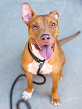 Mixed Breed Dogs Available for Adoption in Chamblee, Georgia - Sea Shanty - IN FOSTER | PetCurious