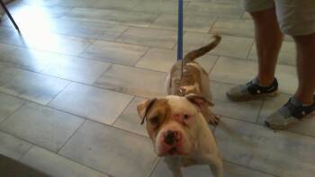 AKAZA -  American Staffordshire Terrier Dog for Adoption in Charlotte, North Carolina - AKAZA | PetCurious