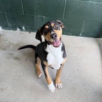 Smurfette -  Hound Dog for Adoption in Carencro, Louisiana - Smurfette | PetCurious