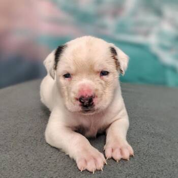 Odin -  Cattle Dog and Mixed Breed Dog for Adoption in Griswold, Connecticut - Odin | PetCurious