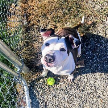 Rescue Pit Bull Terrier Dogs for Adoption in Warwick, New York - Camilla | PetCurious