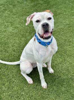 Mixed Breed Dogs Available for Adoption in Dallas, Texas - ESME | PetCurious