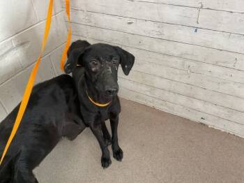 Rescue Doberman Pinscher and Mixed Breed Dogs for Adoption in San Bernardino, California - SORA | PetCurious