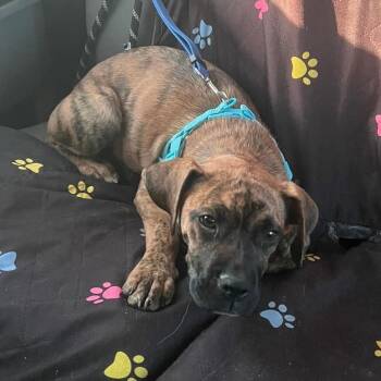 Rescue Boxer Dogs for Adoption in Fort Worth, Texas - Marzipan AKA Yeti | PetCurious