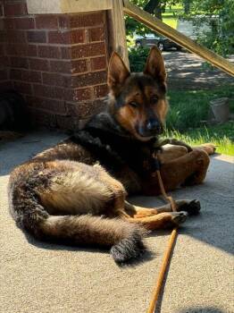 German Shepherd Dog Dogs Available for Adoption in Indianapolis, Indiana - CILANTRO | PetCurious