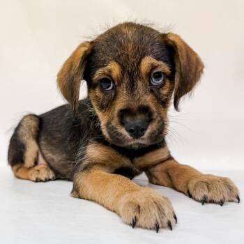 Rescue Poodle and Husky Dogs for Adoption in Parker, Colorado - 831 (2025) Bernie | PetCurious