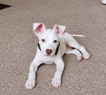 Sullivan -  Pointer Dog for Adoption in Grand Rapids, Michigan - Sullivan | PetCurious