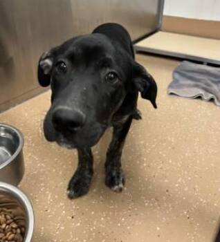 Chess -  Pit Bull Terrier Dog for Adoption in Allen, Texas - Chess | PetCurious