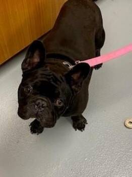 French Bulldog Dogs Available for Adoption - BUBBLES | PetCurious