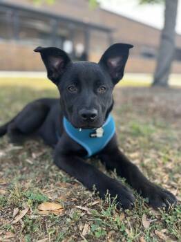 Black Labrador Retriever Dogs Available for Adoption in Mount Pleasant, South Carolina - Eleanor | PetCurious