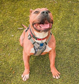 Pit Bull Terrier Dogs Available for Adoption in Tacoma, Washington - Bubba | PetCurious
