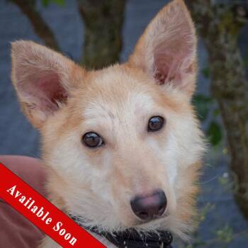 Baby Dragon -  Shiba Inu and Shetland Sheepdog Sheltie Dog for Adoption in Huntley, Illinois - Baby Dragon | PetCurious