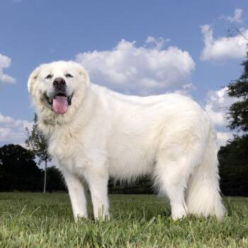 Max -  Great Pyrenees Dog for Adoption in Franklin, Tennessee - Max | PetCurious