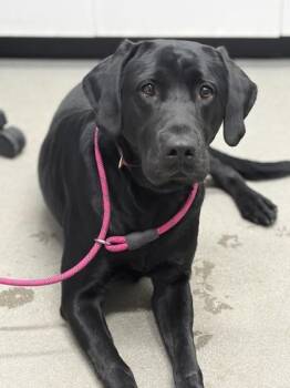 Labrador Retriever and Mixed Breed Dogs Available for Adoption in West Chester, Pennsylvania - Jeremiah | PetCurious