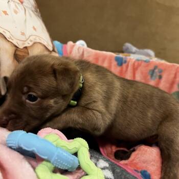 Labrador Retriever and American Staffordshire Terrier Dogs Available for Adoption in Aledo, Texas - Maizie | PetCurious