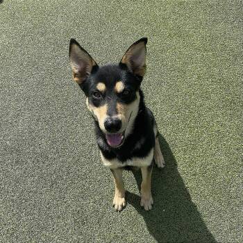 Rescue Shepherd Dogs for Adoption in Hannibal, Missouri - September | PetCurious