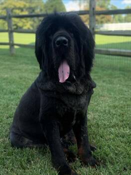 Rescue Tibetan Mastiff Dogs for Adoption in Chambersburg, Pennsylvania - Waylon | PetCurious