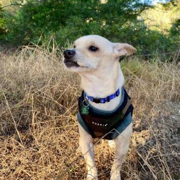 Rayon 10079 -  Chihuahua and Mixed Breed Dog for Adoption in San Francisco, California - Rayon 10079 | PetCurious