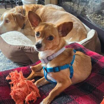 Peaches -  Chihuahua and Mixed Breed Dog for Adoption in Overland Park, Kansas - Peaches | PetCurious