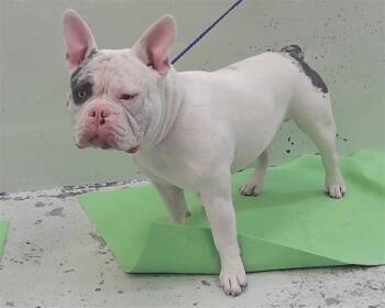ATREUS -  Staffordshire Bull Terrier and Mixed Breed Dog for Adoption in Houston, Texas - ATREUS | PetCurious