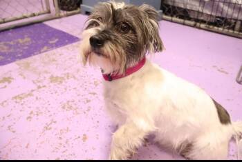 Shih Tzu and Mixed Breed Dogs Available for Adoption in West Milwaukee, Wisconsin - Robyn $500 | PetCurious