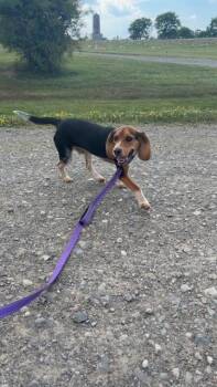 Tucker -  Beagle Dog for Adoption in Towanda, Pennsylvania - Tucker | PetCurious