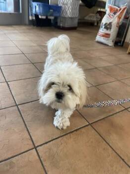 Shih Tzu and Mixed Breed Dogs Available for Adoption - Coco | PetCurious