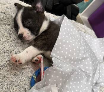Brit -  Boston Terrier and Australian Cattle Dog Blue Heeler Dog for Adoption in Baker, Louisiana - Brit | PetCurious