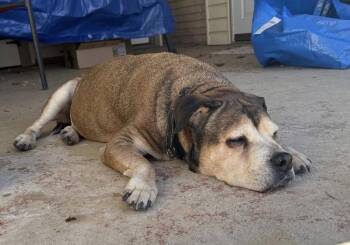 Boxer Dogs Available for Adoption - Maggie | PetCurious