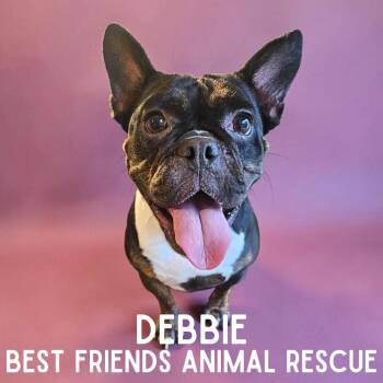 Debbie -  English Bulldog and French Bulldog Dog for Adoption in Wasilla, Alaska - Debbie | PetCurious